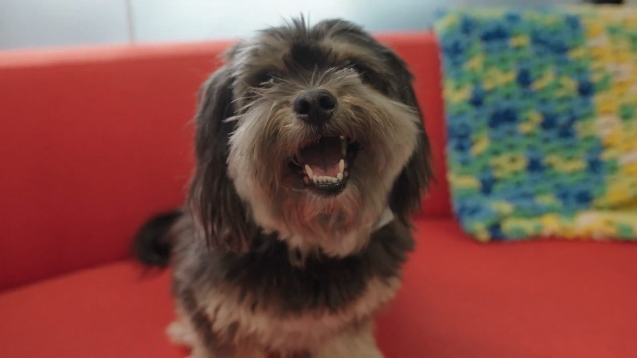 What is Family Live AIFS Punchy Digital Media 0 31 screenshot Large